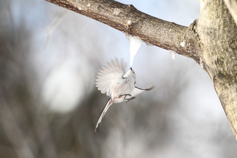 上戸鉄雄写真展「野鳥彩季」イメージ画像
