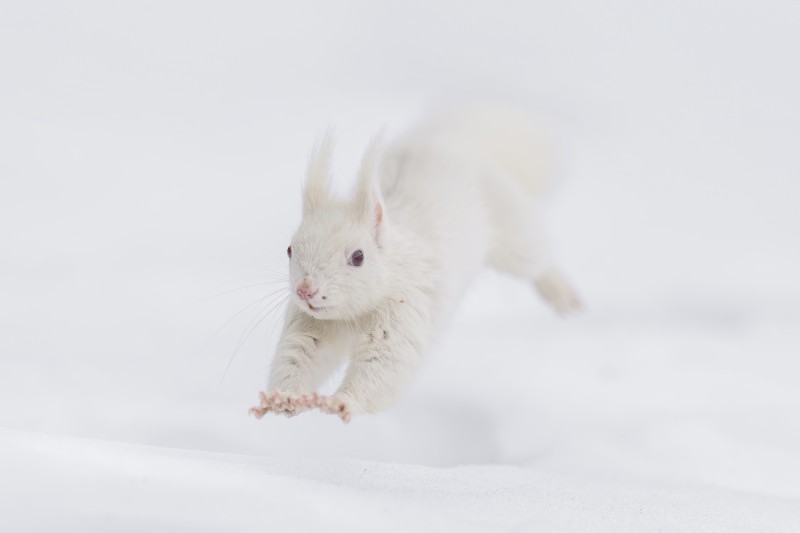 佐藤章写真展「ここにいるよー北の森の和毛（にこげ）たちー」イメージ画像