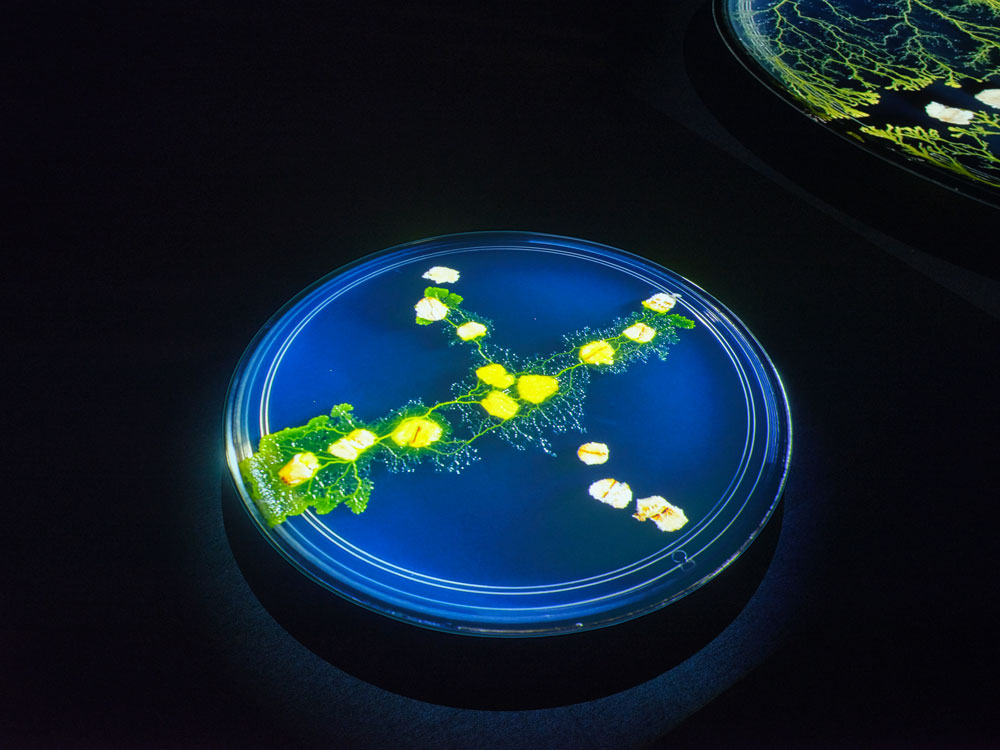 SCARTS×CoSTEPアート&サイエンスプロジェクト 市原佐都子『肉の上を粘菌は通った』イメージ画像5