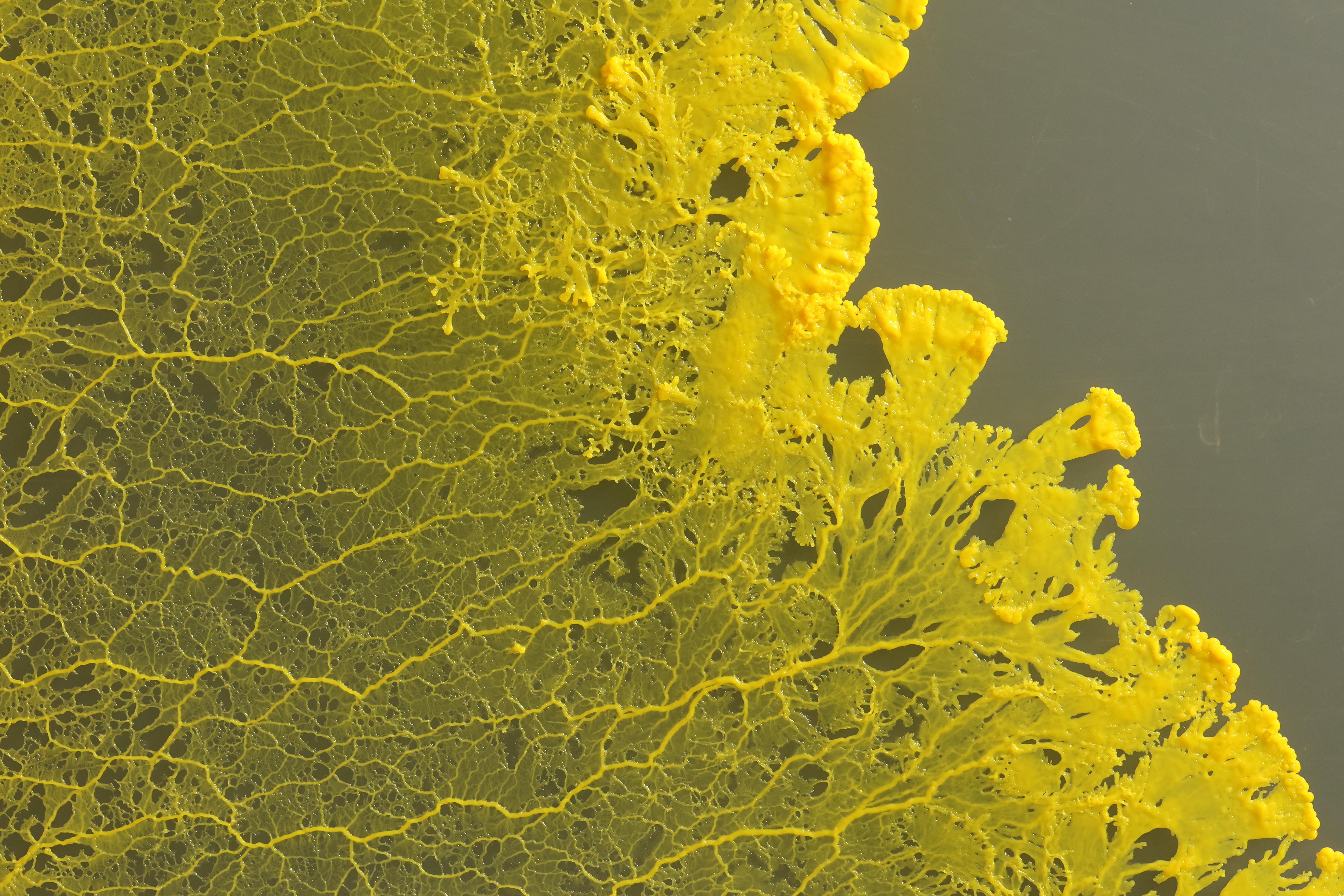 SCARTS×CoSTEPアート＆サイエンスプロジェクト 市原佐都子『肉の上を粘菌は通った』イメージ画像1