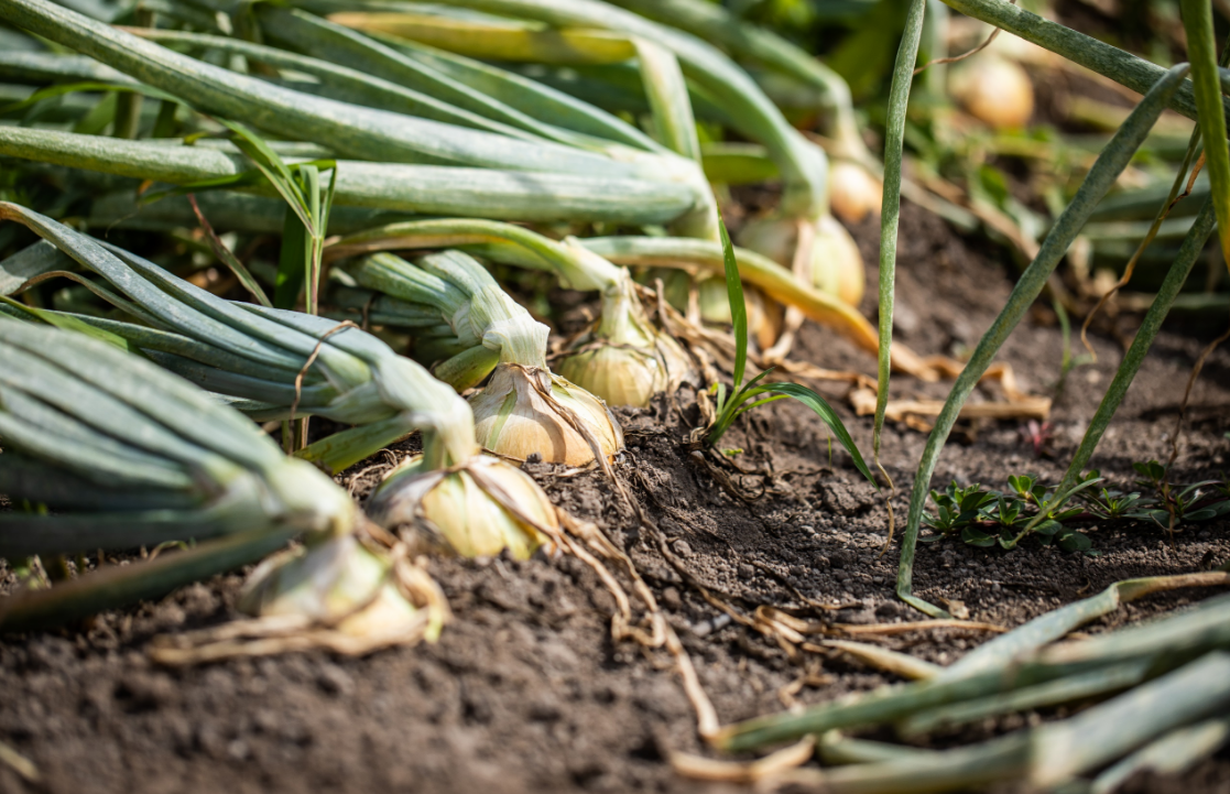 未来へ紡ぐ札幌農業　 　　～“札幌黄”　伝統を価値に変える若手農業者の挑戦～イメージ5枚目