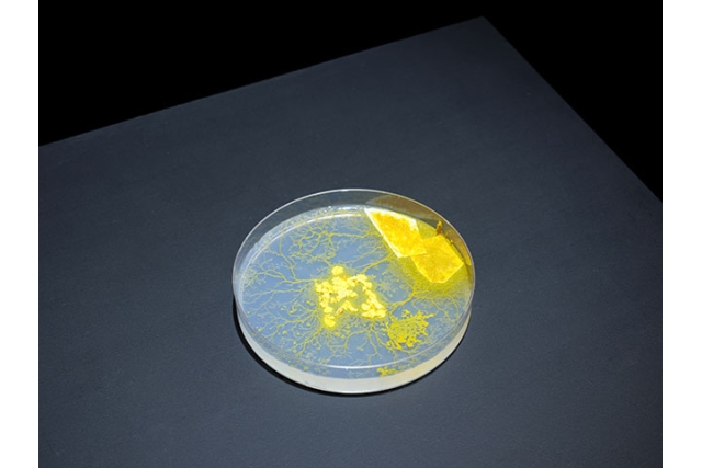 SCARTS×CoSTEPアート&サイエンスプロジェクト 市原佐都子『肉の上を粘菌は通った』イメージ2枚目